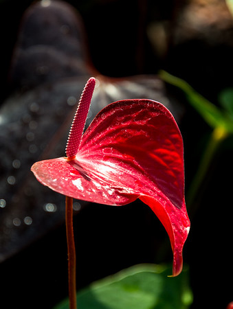 Garfield Park Conservatory